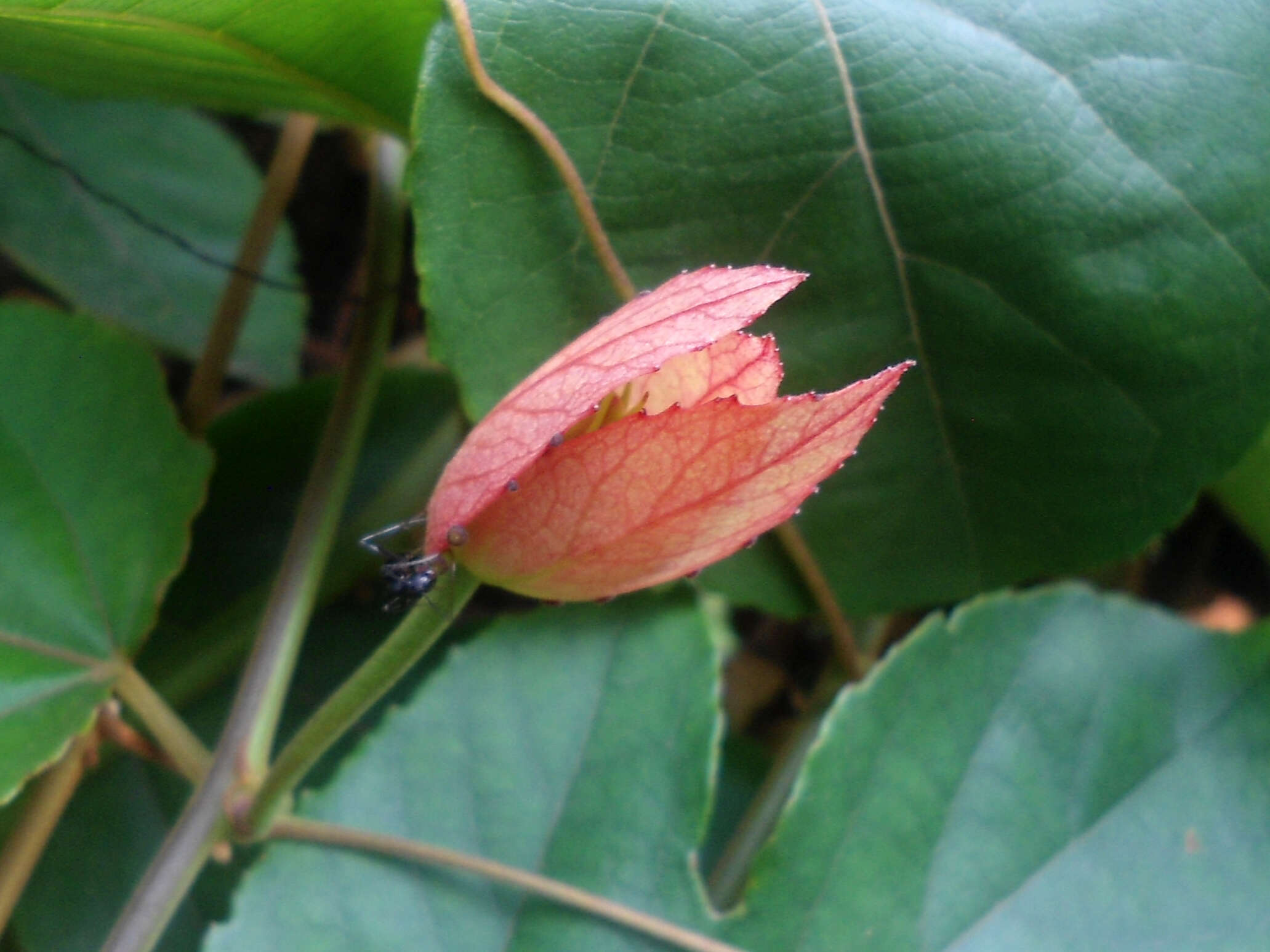 Image of Bengal clock vine