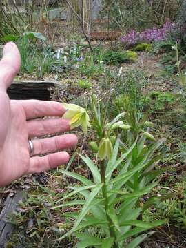 Image of Fritillaria raddeana Regel