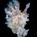 Image of Polycerella glandulosa Behrens & Gosliner 1988