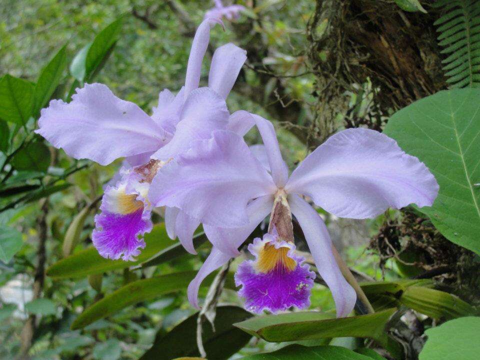 Imagem de Cattleya mossiae C. Parker ex Hook.