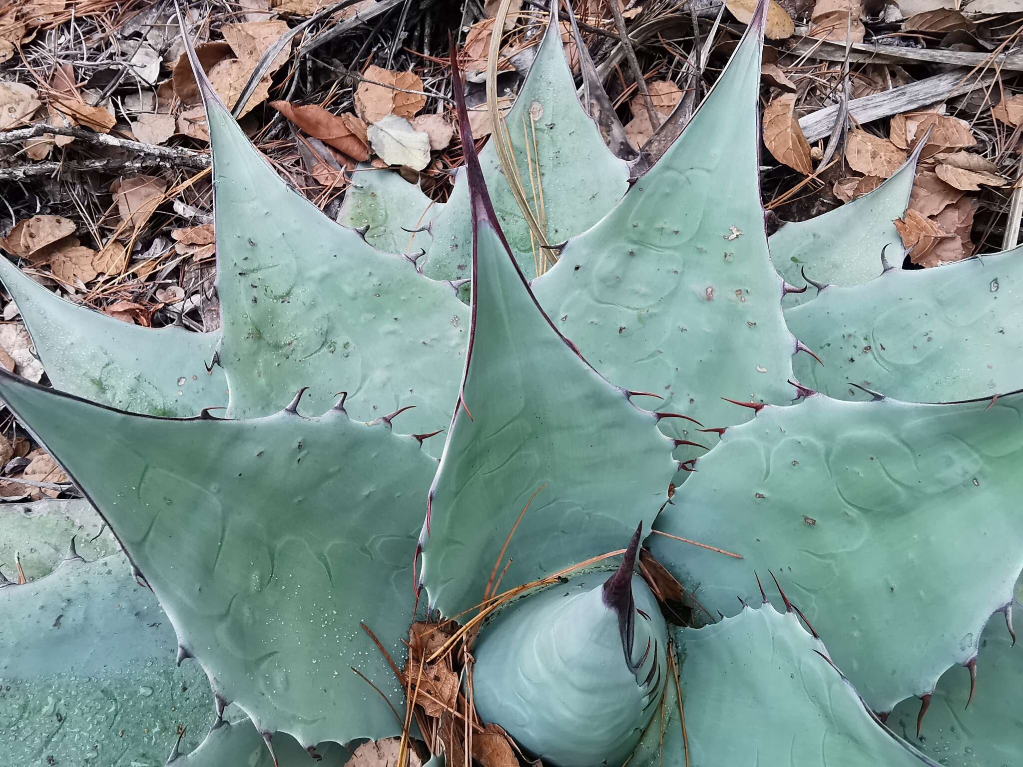 Image de Agave ovatifolia G. D. Starr & Villarreal