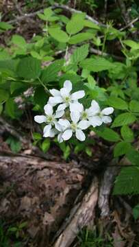 Слика од Rubus pensilvanicus Poir.