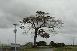 Image of kapoktree