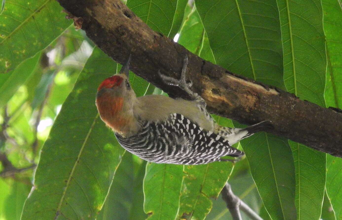 Image of Red-crowned Woodpecker