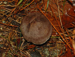 Image of Grey Agaric