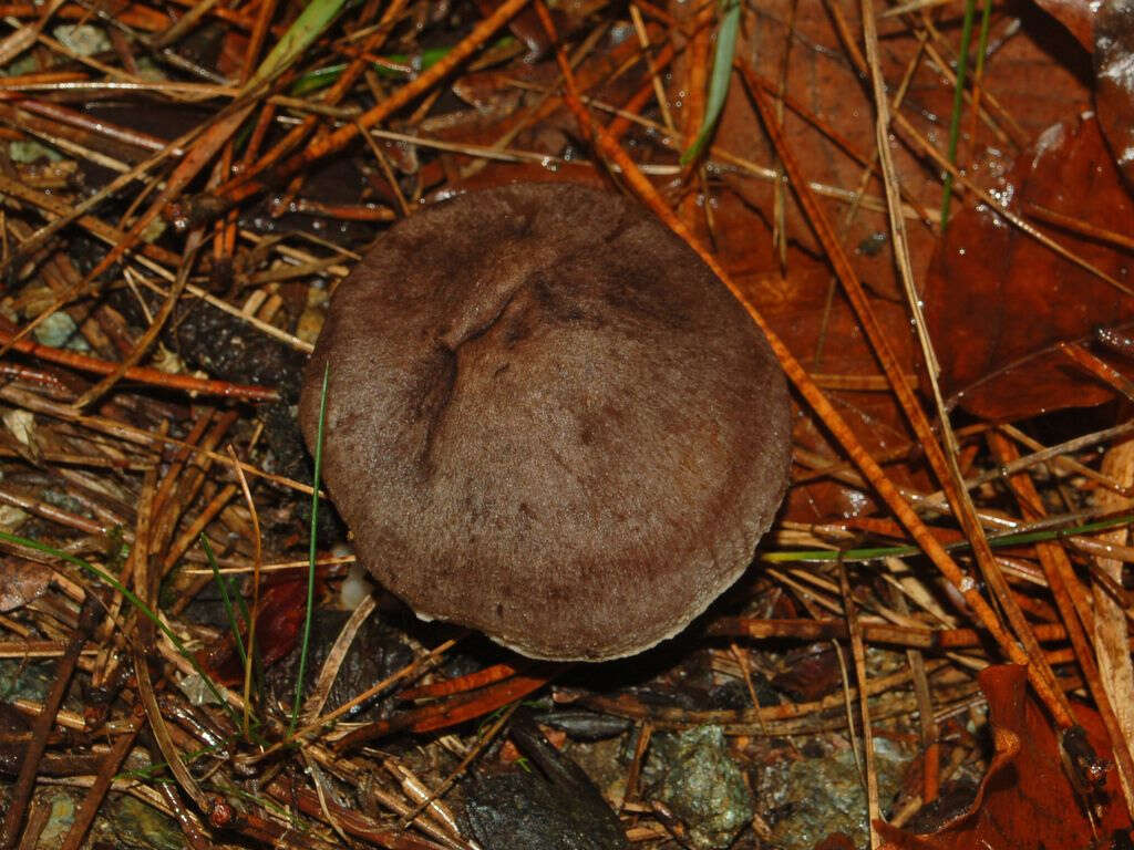 Image of Grey Agaric