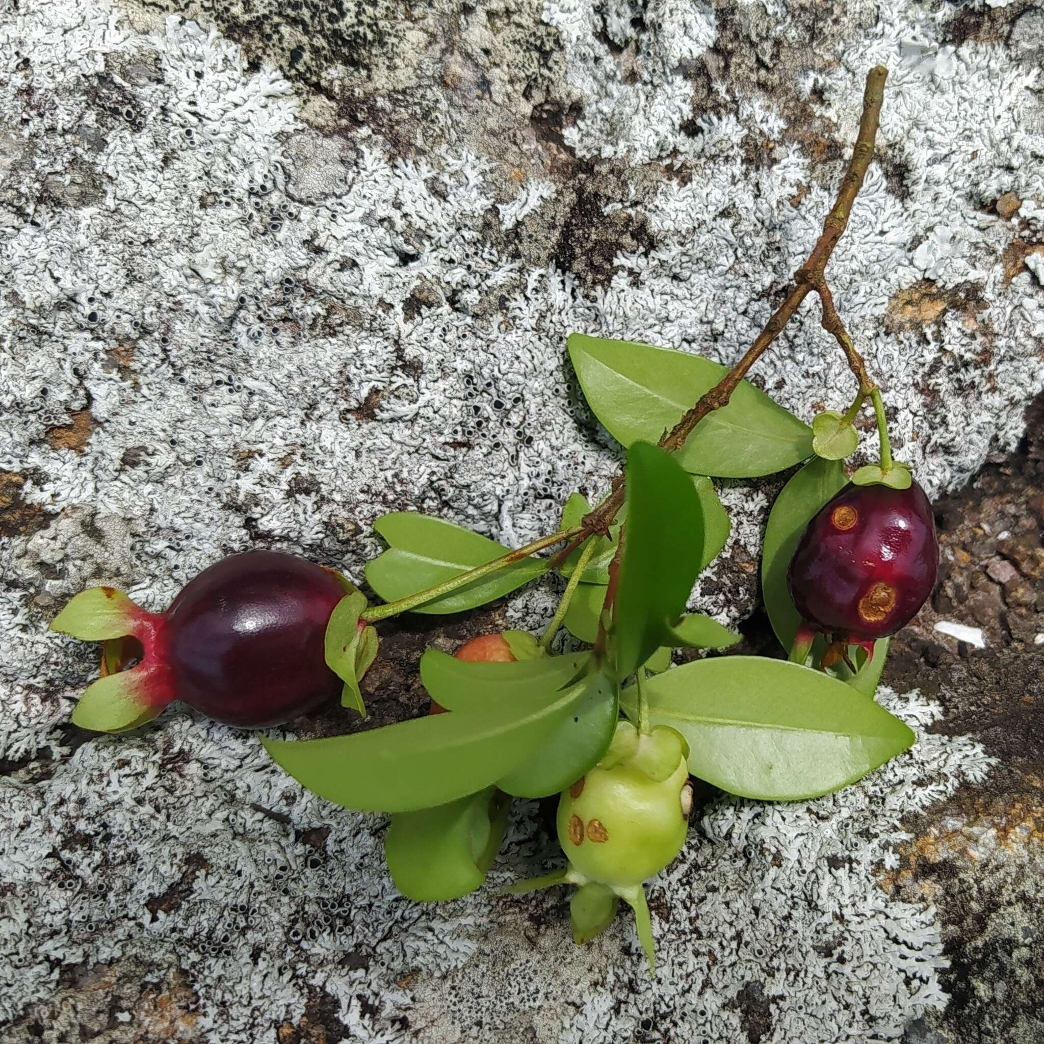 Image de Eugenia involucrata DC.