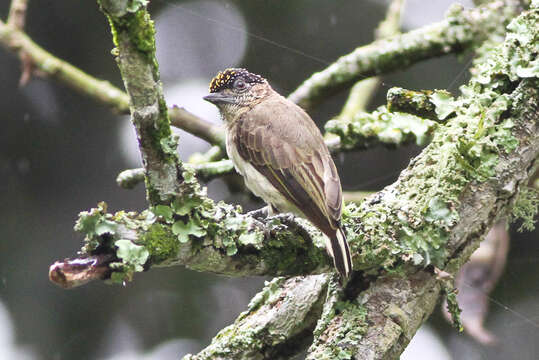 Image of Grayish Piculet