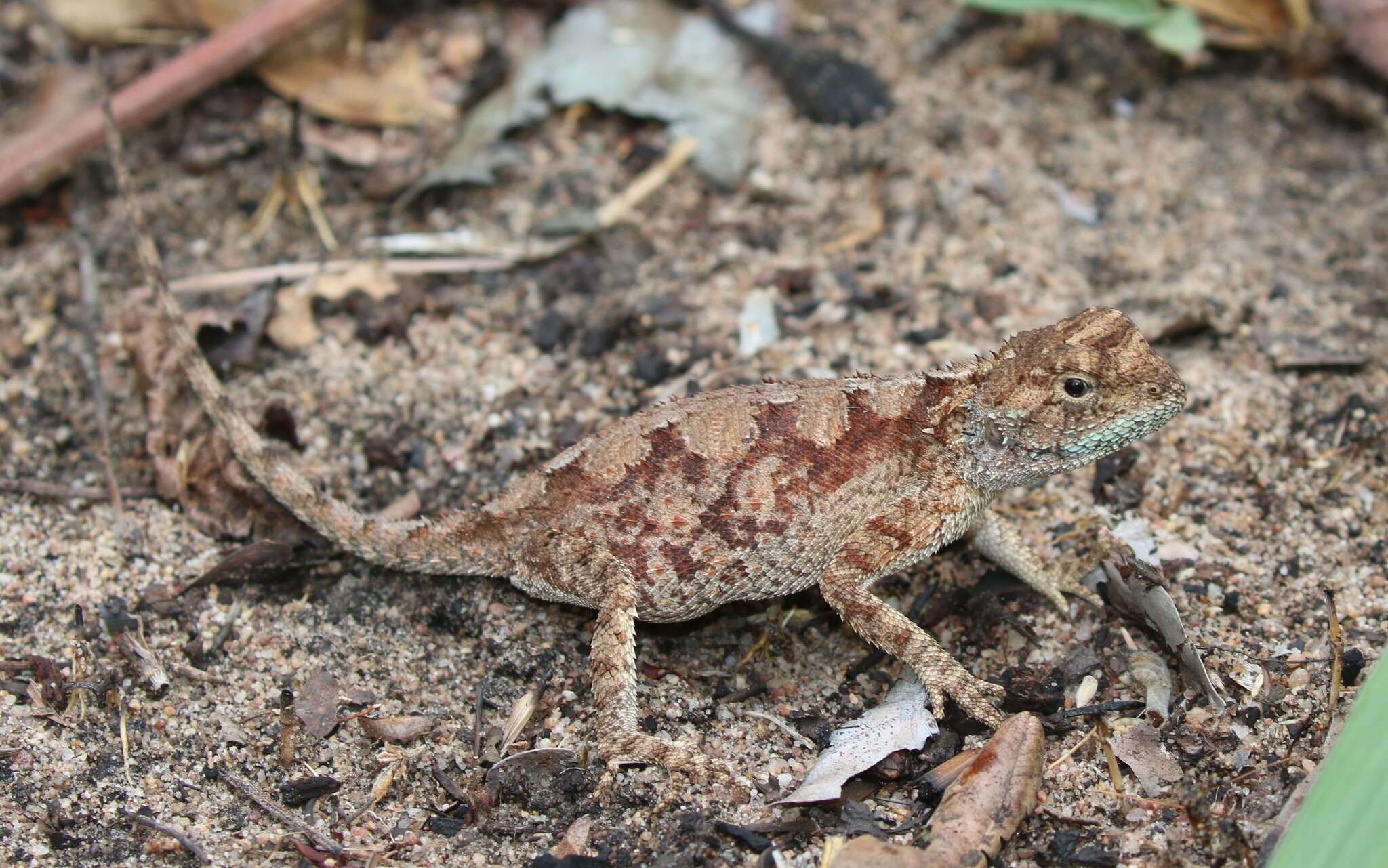 Image of Peters' ground agama