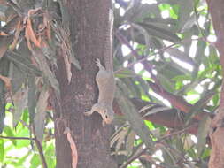 Image of Gambian Sun Squirrel