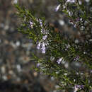 Слика од Eremophila psilocalyx F. Mueller.