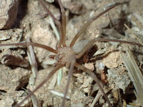 Image of Desert Recluse