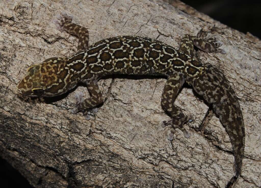 Image of Inland Thick-toed Gecko