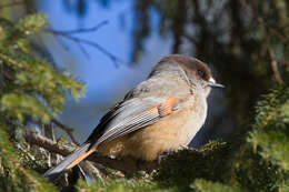 Image of Siberian Jay