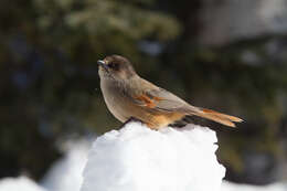 Image of Siberian Jay