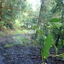 Image of Stachyurus himalaicus Hook. fil. & Thoms. ex Benth.