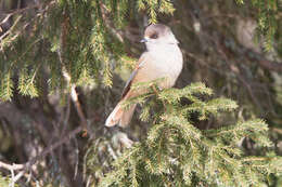 Image of Siberian Jay