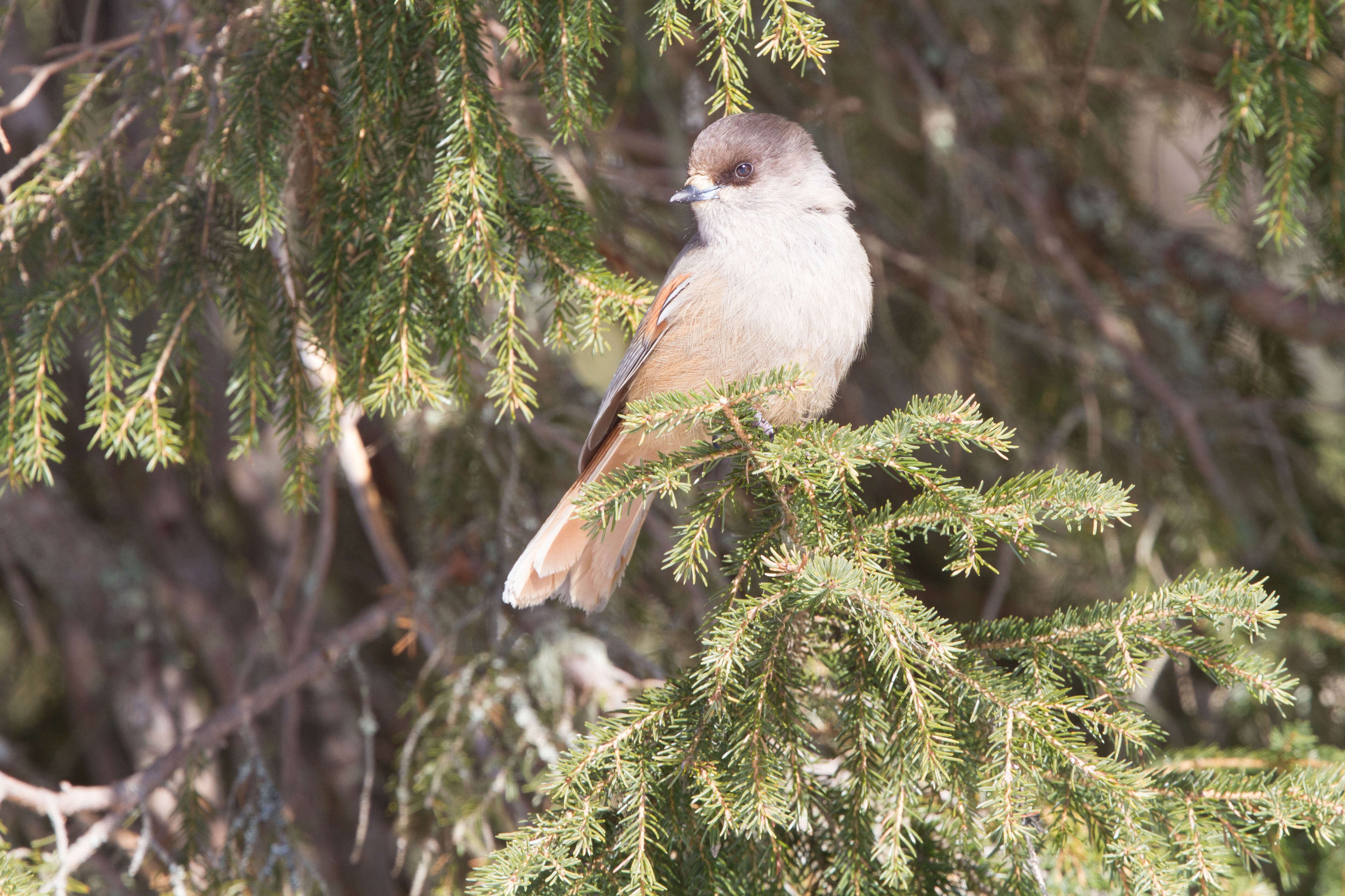 Image of Siberian Jay