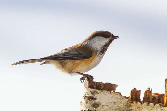 Image of Grey-headed Chickadee