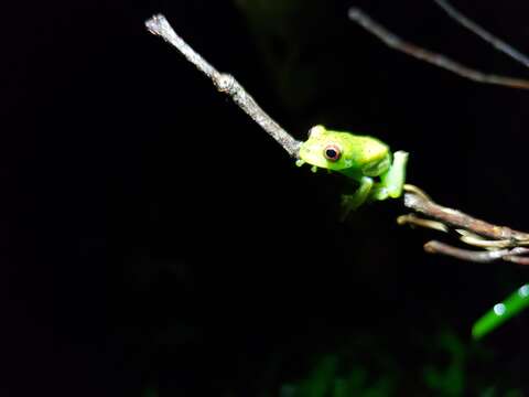 Image of Guinle Treefrog