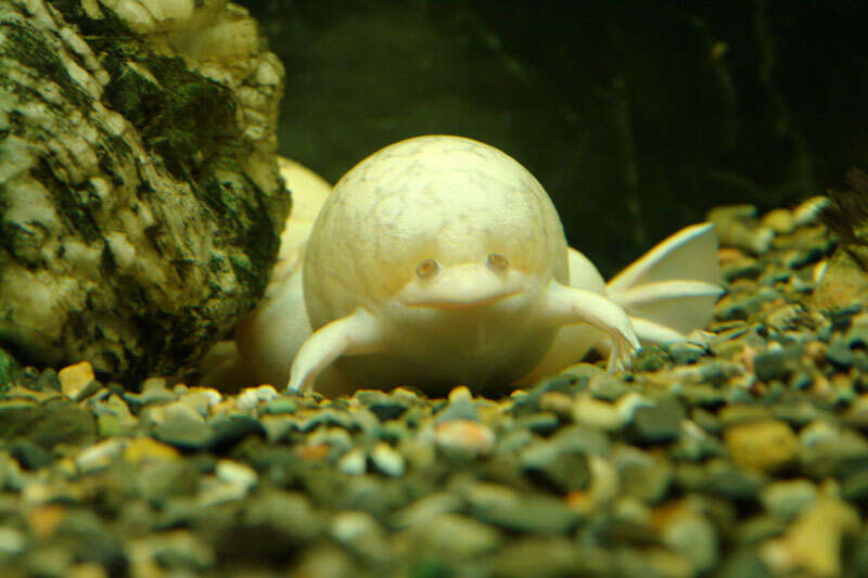 Image of African clawed frog