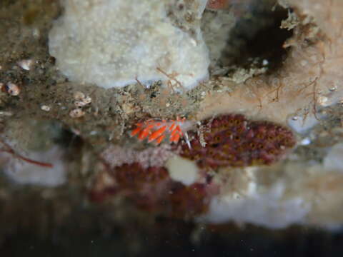 Image of Coryphellina albomarginata (M. C. Miller 1971)