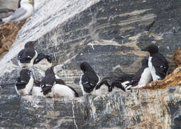 Image of Brünnich's Guillemot