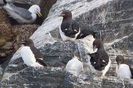 Image of Brünnich's Guillemot