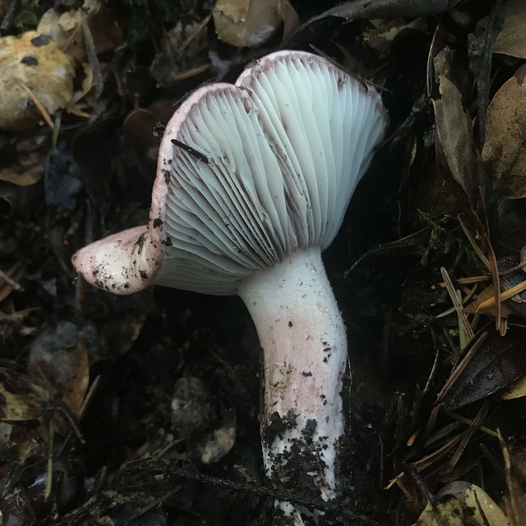 Image of Hygrophorus russula (Schaeff. ex Fr.) Kauffman 1918