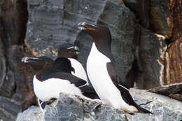 Image of Lesser auk