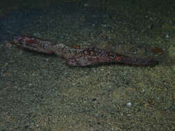 Image of Ghost pipefish