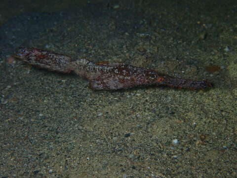 صورة Solenostomus cyanopterus Bleeker 1854