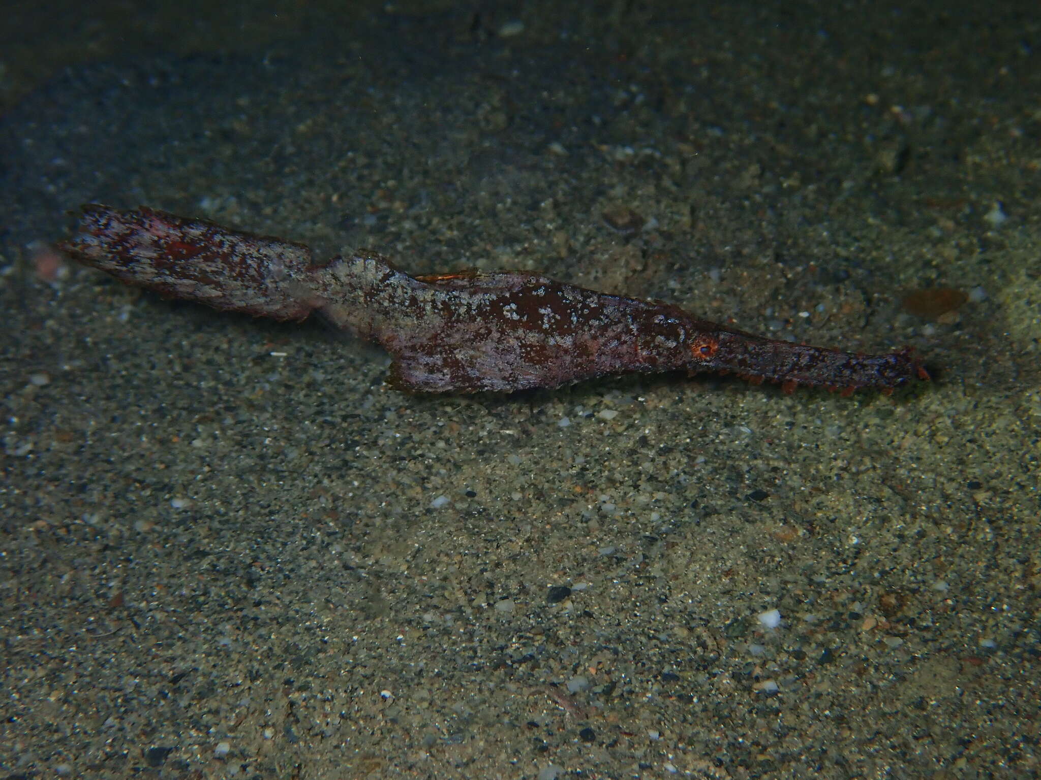 Image of Ghost pipefish