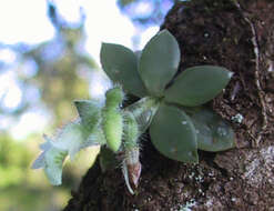 Image de Lankesterella ceracifolia (Barb. Rodr.) Mansf.