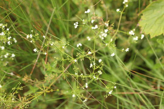 Image of Fen Bedstraw