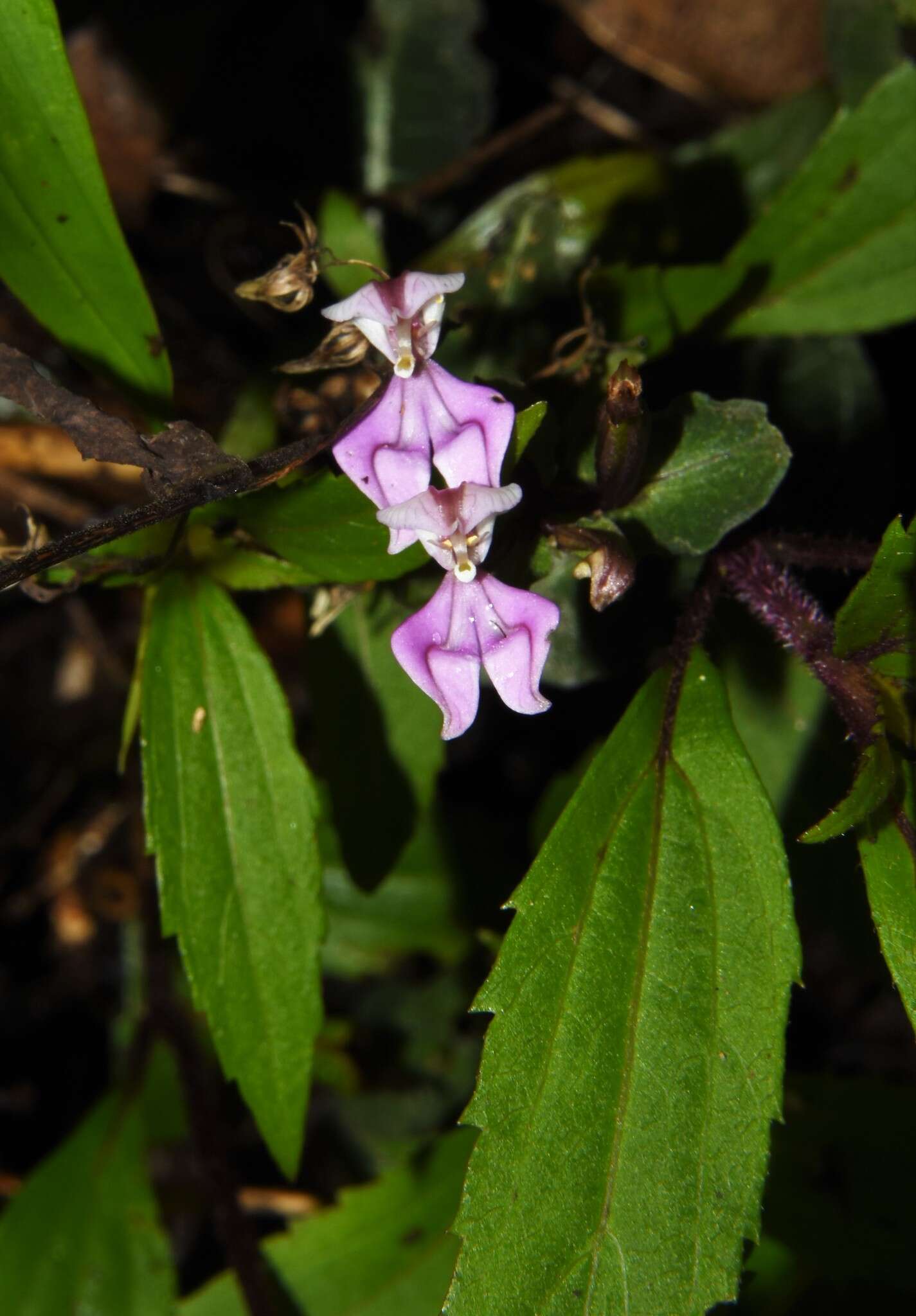 Image of Disperis cordata Sw.