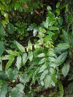 Image of Alectryon excelsus subsp. excelsus