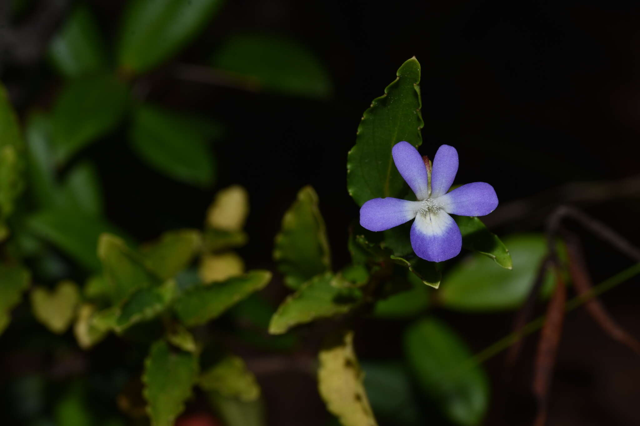 Viola portalesia C. Gay resmi