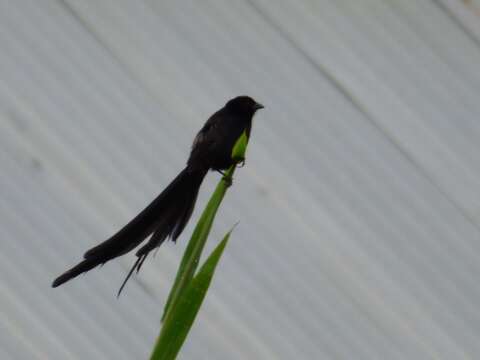 Image of Red-collared Whydah