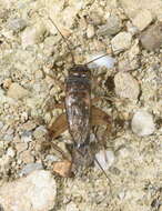 Image of Cricket