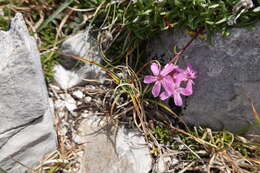 Plancia ëd Saponaria caespitosa DC.