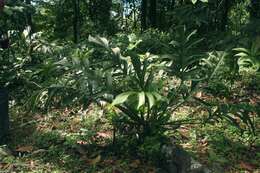 Image of Monstera pinnatipartita Schott