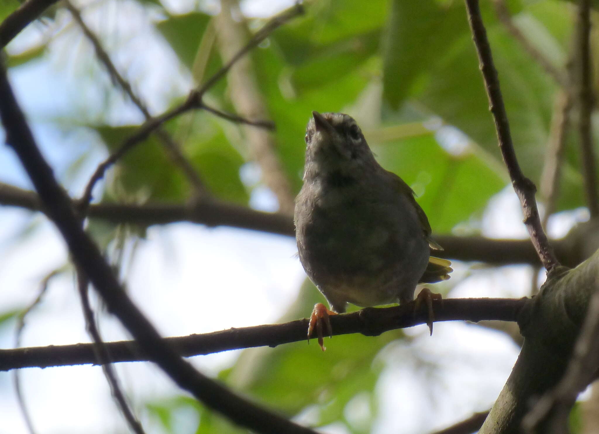 Image of White-rimmed Warbler