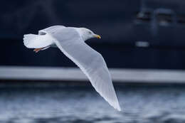 Image of Glaucous Gull