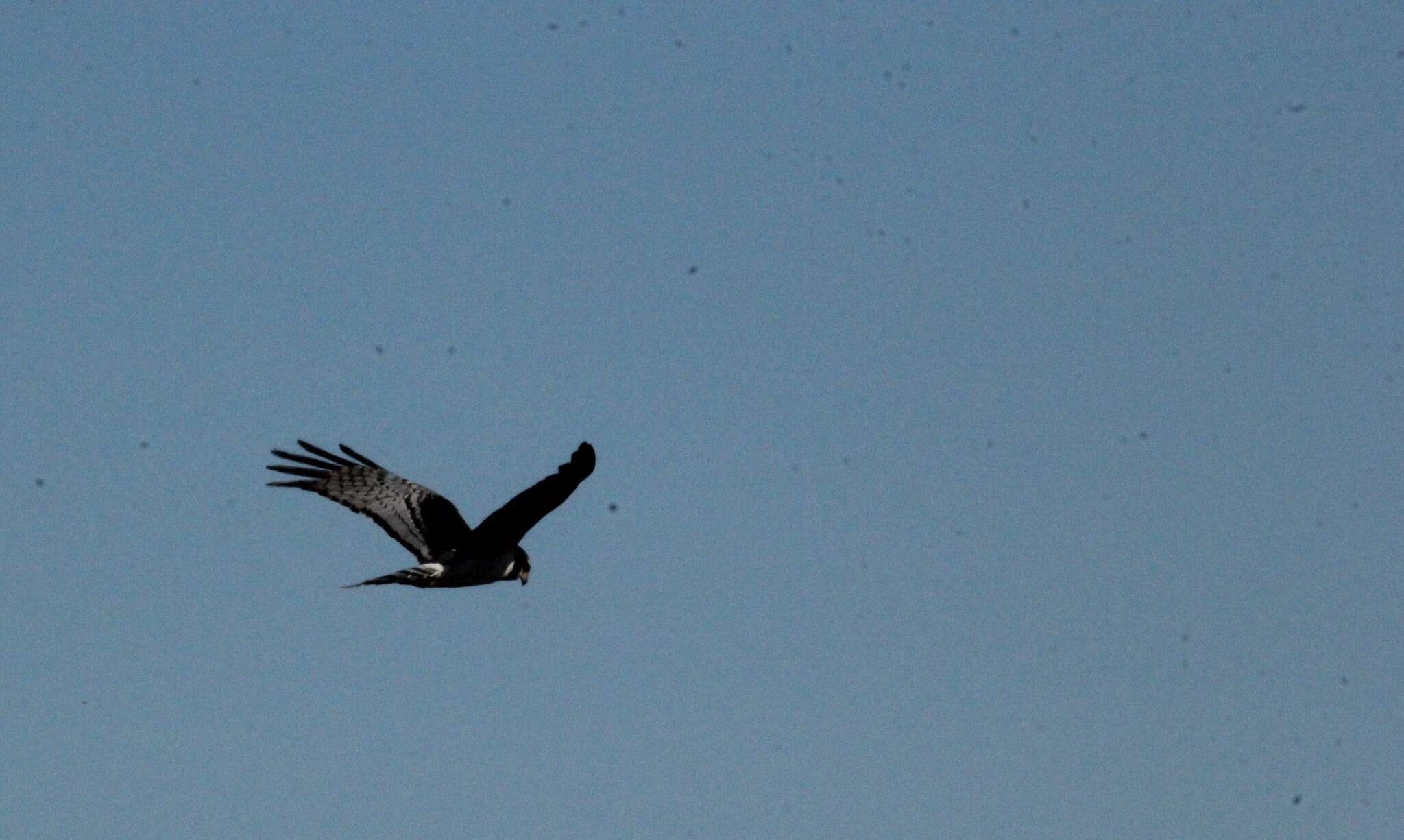 Image of Long-winged Harrier