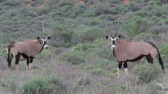 Image of Grazing antelope