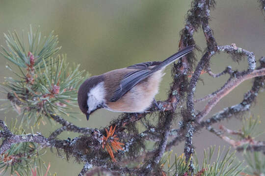 Image of Grey-headed Chickadee