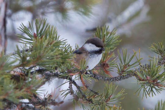 Image of Grey-headed Chickadee