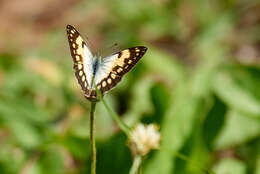 Image of Colotis vesta (Reiche (1850))