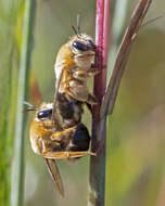 Image of Caupolicana electa (Cresson 1878)